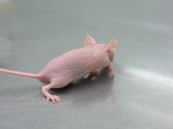 常用腫瘤模型實(shí)驗(yàn)動物介紹