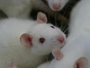 動物實驗服務(wù)：大鼠簡介