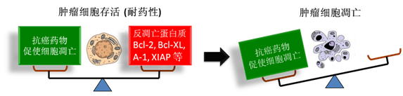 圖 1：腫瘤細(xì)胞通過(guò)反凋零蛋白產(chǎn)生耐藥性，對(duì)反凋零蛋白的抑制將改變平衡，消除腫瘤耐藥性。