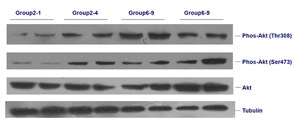 蛋白印跡(Western Blot)實驗技術(shù)服務(wù)