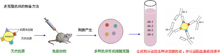 抗體制備