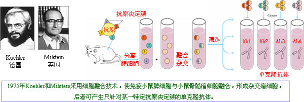 抗體制備