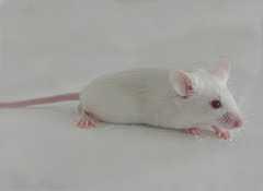 糖尿病動(dòng)物模型(Animal model of diabetes melitus)
