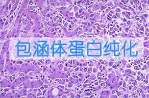 包涵體蛋白純化和復(fù)性