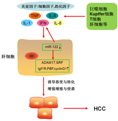 微生物所發(fā)現(xiàn)乙肝慢性感染向肝癌轉(zhuǎn)化的新靶點(diǎn)