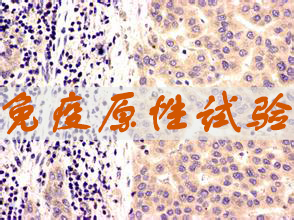 免疫原性試驗(yàn)