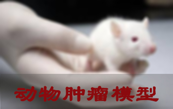 美迪西腫瘤模型建立服務(wù)