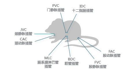 藥代動(dòng)力學(xué)-小動(dòng)物服務(wù)