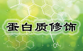 蛋白質(zhì)修飾(PEG修飾服務(wù))