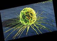 又1篇！曹雪濤院士Cancer Cell發(fā)文：腫瘤轉(zhuǎn)移背后的“秘密”