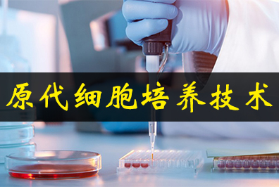 原代細胞培養(yǎng)技術