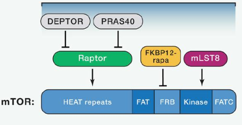 mTORC1由mTOR、Raptor和mLST8以及非核心組件PRAS40和Deptor組成