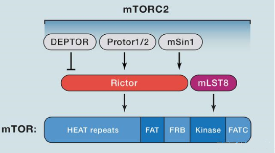 mTORC2的組成蛋白主要有Rictor、mSin1、mSLT8和Protor等