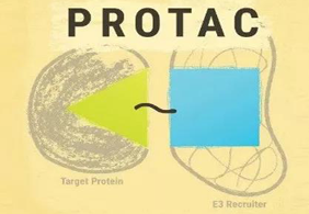 熱點(diǎn)前沿:PROTAC初露鋒芒，SD-36對抗腫瘤效果卓越