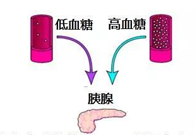 調(diào)節(jié)血糖穩(wěn)態(tài)，GK負(fù)重前行