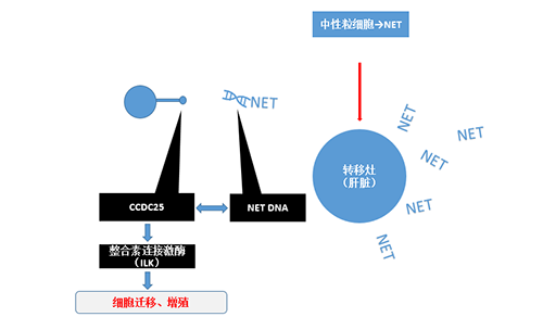 除了單純的捕獲，NET DNA與CCDC-25的結(jié)合還增強(qiáng)了癌細(xì)胞的侵襲行為，促進(jìn)了癌癥的肝轉(zhuǎn)移。