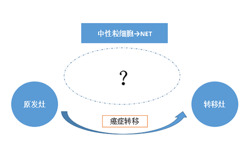 NET可能會通過某些方式“捕獲”或“喚醒”癌細(xì)胞，從而造成癌細(xì)胞的遷移。