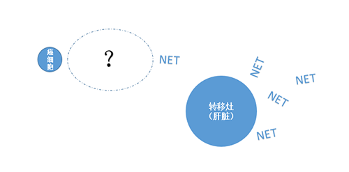 NET在癌細(xì)胞肝轉(zhuǎn)移中起到了重要作用