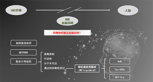 人工合成NT類脂質(zhì)開放血腦屏障，為CNS藥物打開新局面
