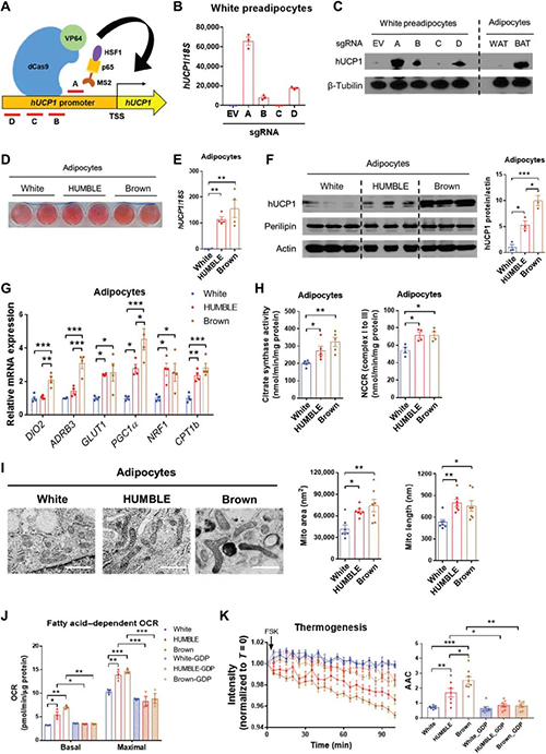 CRISPR-SAM對UCP1的內(nèi)源性激活觸發(fā)了人類白色脂肪細胞中的褐色樣表型