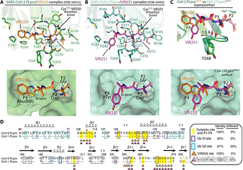 SARS-CoV-2 PLpro對(duì)VIR250和VIR251的分子識(shí)別
