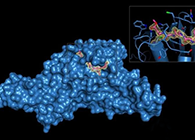 Science重磅！一種“分子剪刀”如何成為COVID-19藥物的重要靶標(biāo)？