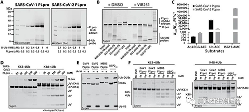 SARS-CoV-1 PLpro和SARS-CoV-2 PLpro對(duì)Ub和Ubl變體的處理