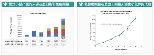 模式小鼠產(chǎn)生的人源造血細胞和免疫細胞-乳腺癌細胞在造血干細胞人源化小鼠體內(nèi)成瘤
