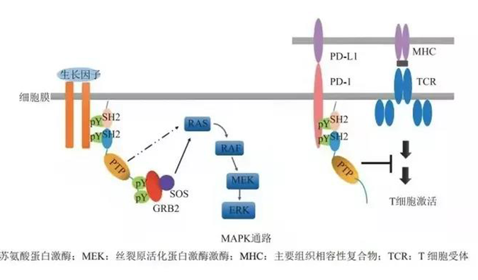 晚期惡性腫瘤患者的福音，SHP2變構抑制劑RG001片獲批臨床.png