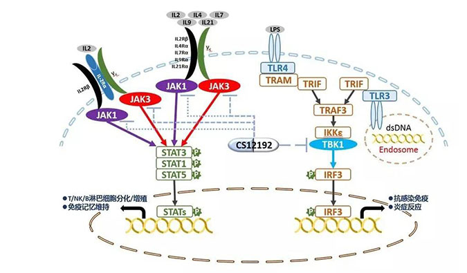 自身免疫疾病或迎新療法！美迪西助力微芯生物CS12192獲批FDA