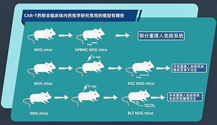 CAR-T 藥物非臨床體內(nèi)藥效學(xué)研究常用的模型有哪些