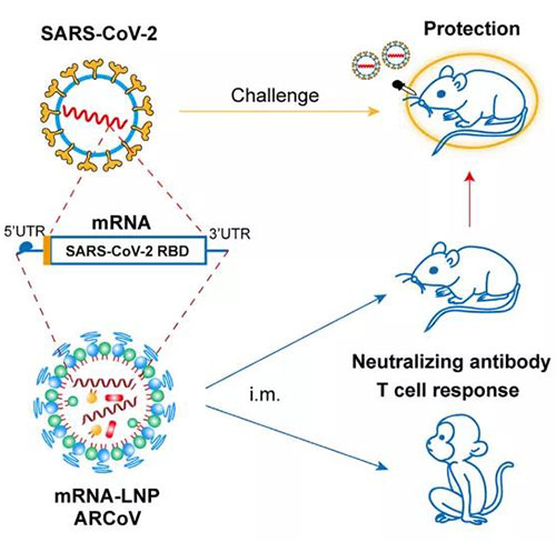 脂質(zhì)納米顆粒mRNA疫苗-(mRNA-LNP).jpg
