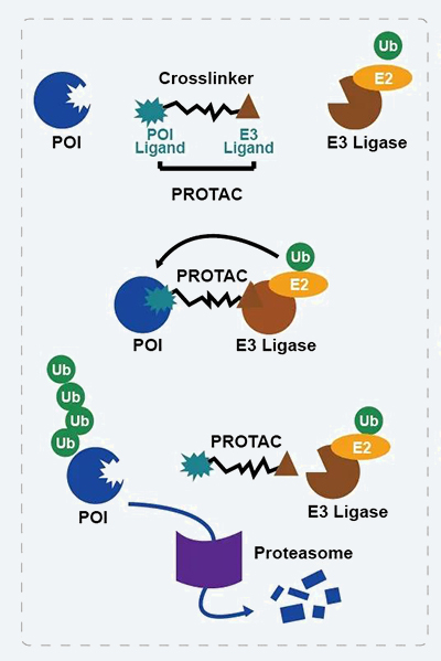 PROTAC技術(shù)作用機制.jpg
