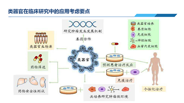 類器官在臨床研究中應(yīng)用考慮要點(diǎn).jpg 類器官在臨床研究中應(yīng)用考慮要點(diǎn).jpg