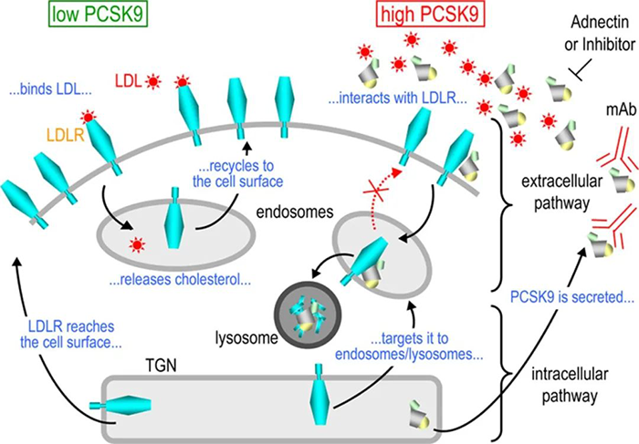 PCSK9-誘導(dǎo)-LDL-R-降解的細(xì)胞內(nèi)外途徑的示意圖.png