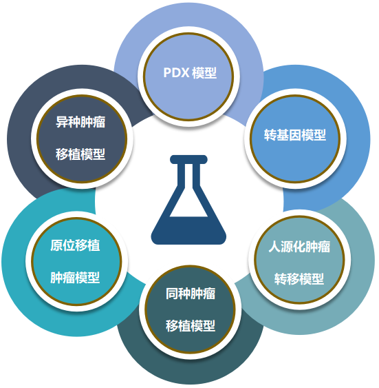 美迪西致力于為客戶提供成熟的評估ADC體內(nèi)藥效的腫瘤模型.png