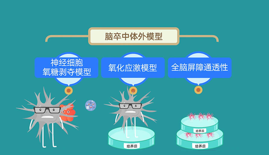 缺血性腦卒中體內(nèi)的腦缺血模型研究模型