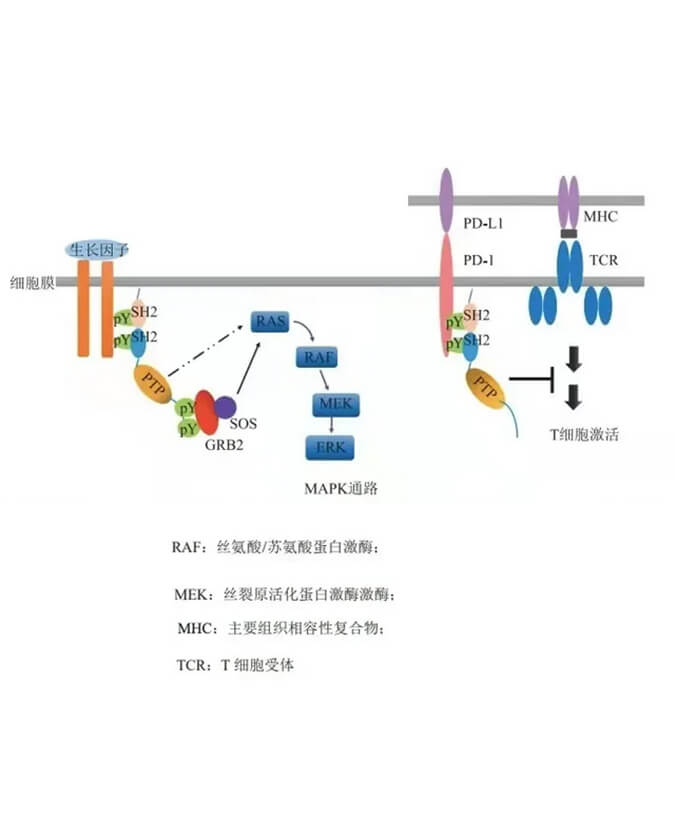 美迪西助力凌達生物SHP2變構(gòu)抑制劑RG001片獲批臨床.jpg