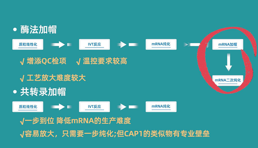 酶法加帽（兩步法）和共轉(zhuǎn)錄加帽（一步法）的方式對(duì)比