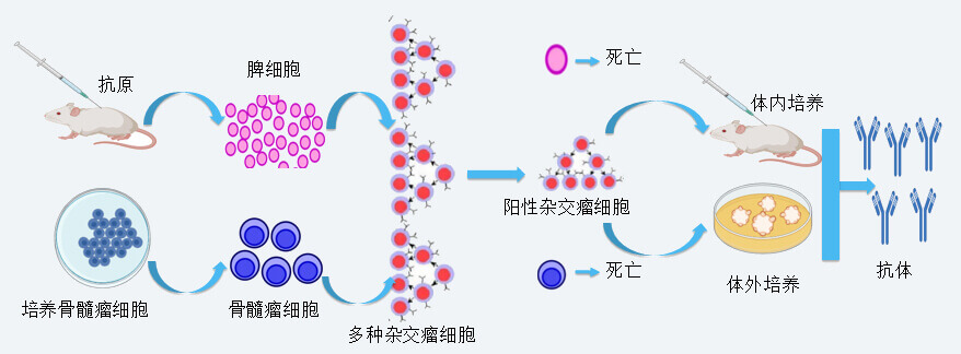 美迪西抗體開發(fā)技術