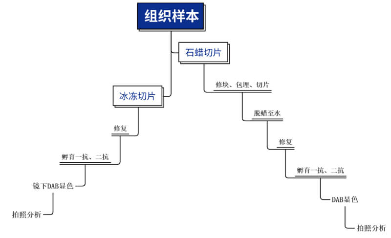 免疫組化技術(shù)平臺主要步驟.jpg