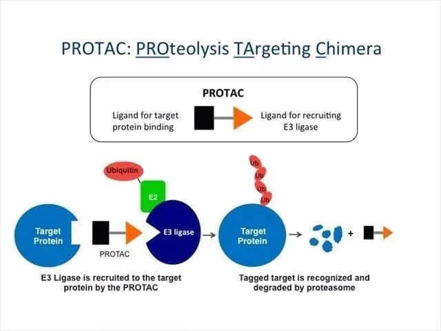 蛋白質(zhì)降解靶向嵌合體-PROTAC.jpg