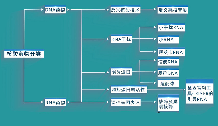 核酸藥物的分類有哪些？