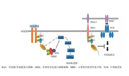 美迪西助力凌達生物SHP2變構(gòu)抑制劑RG001片獲批臨床.jpg