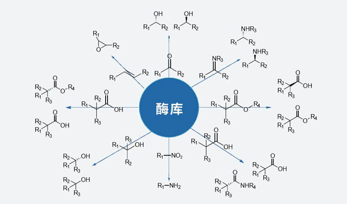 酶庫(kù).jpg