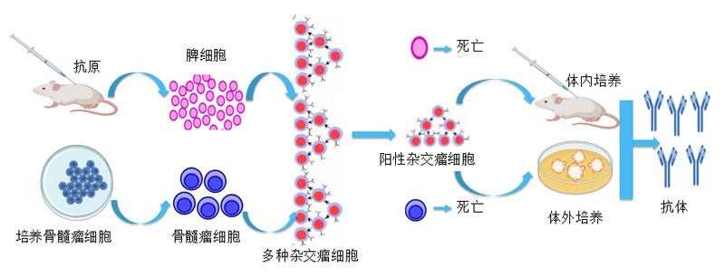 雜交瘤技術(shù).jpg