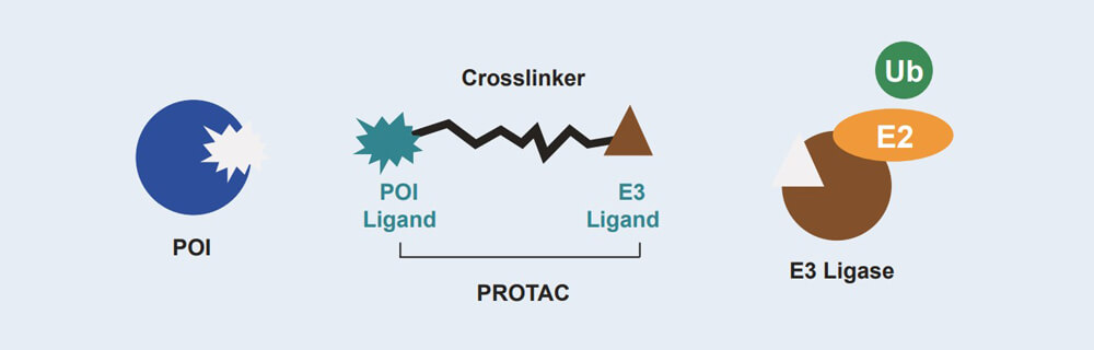 美迪西 PROTAC 藥物發(fā)現(xiàn)技術(shù)服務(wù)平臺