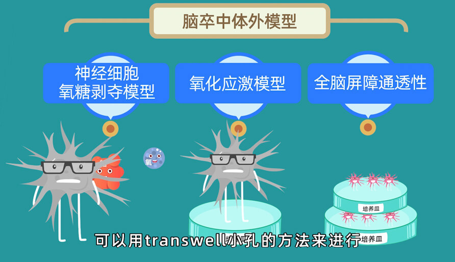 袁云云博士—缺血性腦卒中體內(nèi)的腦缺血模型研究模型 (2).jpg