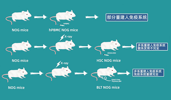 評(píng)價(jià)腫瘤藥物的動(dòng)物藥效模型，你選對(duì)了嗎.jpg
