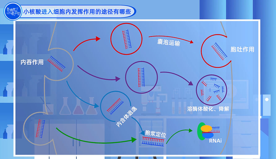 小核酸進(jìn)入細(xì)胞內(nèi)發(fā)揮作用的途徑有哪些？